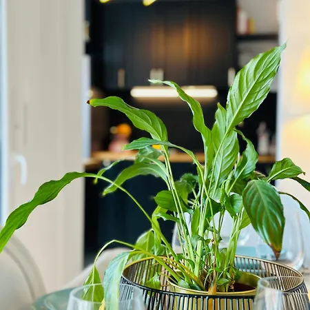 Le Vintage Apartment Tours